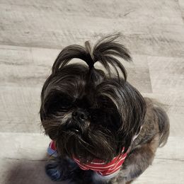 Otis - Shih Tzu