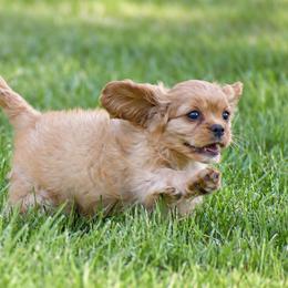 Cavalier King Charles Spaniels and Cavapoos from Stoltzfus Family Puppies