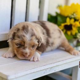 Scarlett - Red merle female Miniature Australian Shepherd puppy in Granbury, Texas from Texas Miniature Aussies