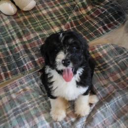 Baby Yoda - Tri-color male Bernedoodle puppy in Springfield, Missouri from Doodle Dandy Bernedoodles