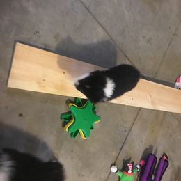 Australian Shepherd Puppies from Highline