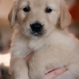 Golden Retriever Puppies from Dani’s Dawgs