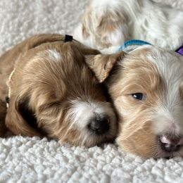 Goldendoodle Puppies from Valentine Kennels