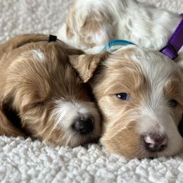 Goldendoodle Puppies from Valentine Kennels