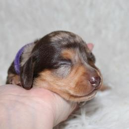 Chocolate dapple girl - Dapple female Dachshund puppy in Lily, Kentucky from Little Acres Miniature Dachshunds