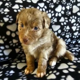Girl 1 - female Miniature American Shepherd puppy in Placentia, California from Tru Cal Aussies