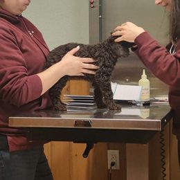 Poodle Puppies from Luck O the Doodle