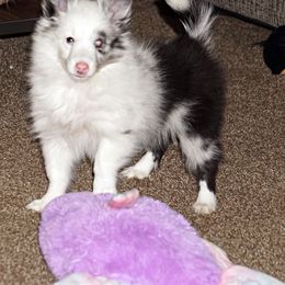 Pomsky, Shetland Sheepdog, and Toy Shetland Sheepdog Puppies from Mountain High Kennels