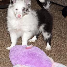 Pomsky, Shetland Sheepdog, and Toy Shetland Sheepdog Puppies from Mountain High Kennels