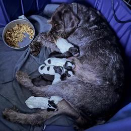 Boy 1 - Liver and white male German Wirehaired Pointer puppy in Oregon City, Oregon from German Wirehaired Versatility Dogs