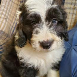 Otis - Black and white male Sheepadoodle puppy in Bellevue, Iowa from Fluffy Wonders Poms and Doodles