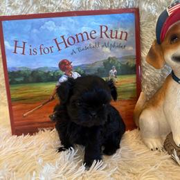 Tate - Black male Shih Tzu puppy in Success, Missouri from Sweet Success