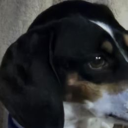 Dachshunds from Windie's Dachshunds