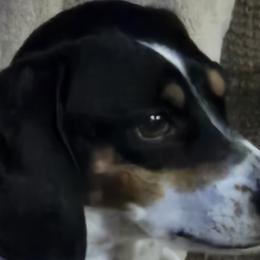 Dachshunds from Windie's Dachshunds
