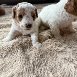 Poodle Puppies from Cedar Falls Toy Poodles
