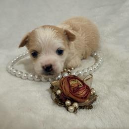 Selena - Cream female Chihuahua puppy in Seneca, Missouri from Stephanie’s Puppy Colony