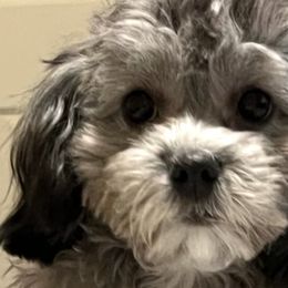Shihpoos from Southern Bred Pups