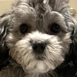 Shihpoos from Southern Bred Pups