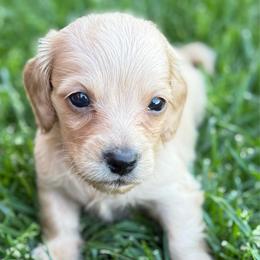 Beau - Cream male Dachshund puppy in Salem, Oregon from Longdox Mini Dachshunds