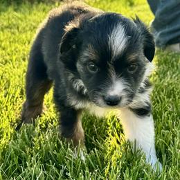 Girl 1 - Black tri female Miniature Australian Shepherd puppy in Strasburg, Colorado from Grasslands Aussies