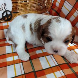 Belinda - Blenheim female Cavalier King Charles Spaniel puppy in Sabetha, Kansas from Apple Blossom Cavaliers