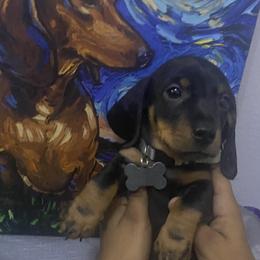 Lucky - Black and tan male Dachshund puppy in New York, New York from Sausagedog-NYC