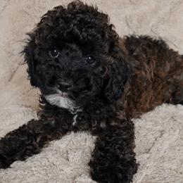 Cockapoo puppies from Brooke Carlson