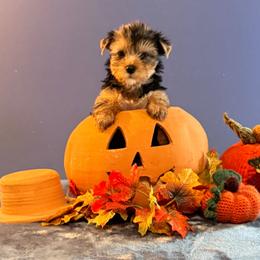 Edison - Black and tan male Yorkshire Terrier puppy in Jacksonville, Arkansas from Royal Yorkie Terrier