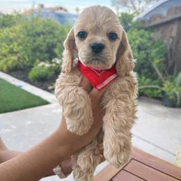 Buddy - Buff male Cocker Spaniel puppy in Corcoran, California from Sweetheart Cockers