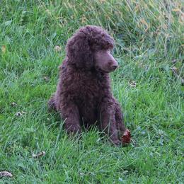 Poodle Puppies from RK'S Pets