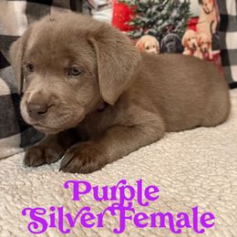 Silver Female- Purple - Silver female Dilute Retriever puppy in Marion, Illinois from Summer Lovin’ Labradors of Southern Illinois