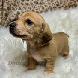 Ophelia - Cream female Dachshund puppy in Havana, Florida from Dotted Doxies