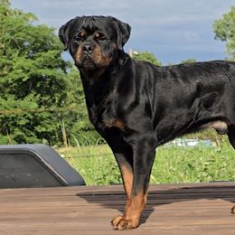 Patrick Mahomes Vom Hurleyhaus - Black and mahogany male Rottweiler puppy in Holts Summit, Missouri from Hurleyhaus Rottweilers