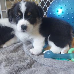 Pembroke Welsh Corgi Puppies from River Run Farm Kennels