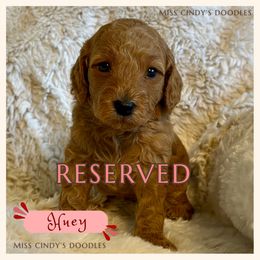 Miss Cindy's Huey - Red  male Goldendoodle puppy in Temecula, California from Miss Cindy’s Doodles