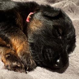 3rd Pick - Black and red female German Shepherd puppy in Snohomish, Washington from Wataha Shepherds