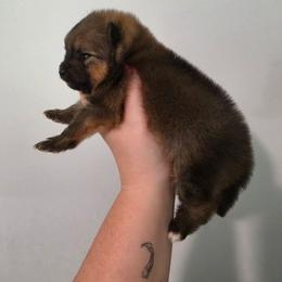 Raven - Orange sable female Pomeranian puppy in Wildersville, Tennessee from RoyalRarity's Poms & Enrichment