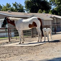 Luke - male Maremma Sheepdog puppy in Kings County, California from Prancing Pony Farm Maremma Sheepdogs