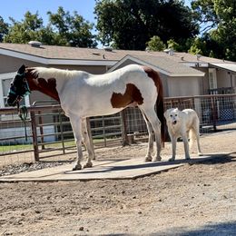 Luke - male Maremma Sheepdog puppy in Kings County, California from Prancing Pony Farm Maremma Sheepdogs