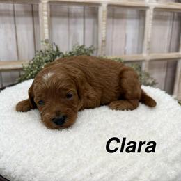 Clara - Red female Cavapoo puppy in Cabool, Missouri from Big Gulch Puppies