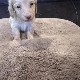 Dachshund Puppies from Low Rider Ridge Mini Doxies