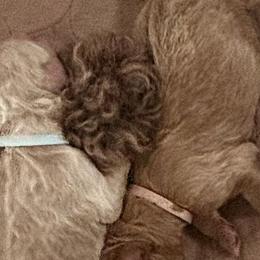 Goldendoodles from 4H Doodles