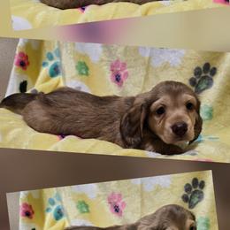 Miley boy - Fawn (isabella) and cream male Dachshund puppy in Ashford, Alabama from Precious Little Lap Babies