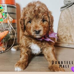 Donatello - Red  male Goldendoodle puppy in Hilton, New York from The House of Goldendoodle