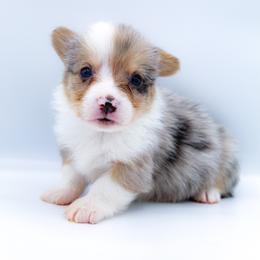 Baloo - Blue merle and white male American Corgi puppy in Star City, Arkansas from T4 Farms