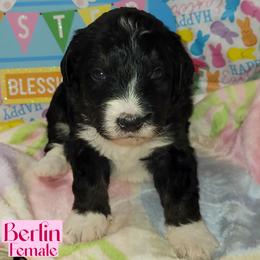Berlin - Black and white female Bernedoodle puppy in Beecher, Illinois from Erica’s Doodles