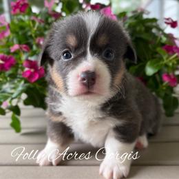 Sandy - Blue female Pembroke Welsh Corgi puppy in White Hall, Maryland from Folly Acres Corgis