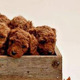 Poodles from Coplar Creek Standard Poodles