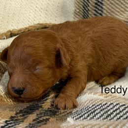 Teddy - Red male Cavapoo puppy in Lebanon, Missouri from Cobbs Creek Canines