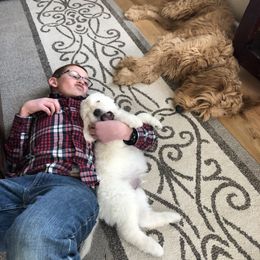 Goldendoodle Puppies from Kellee's Goldendoodles